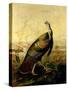 The American Wild Turkey Cock-John James Audubon-Stretched Canvas