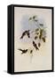 The Amethyst, Calliphlox Amethystina-John Gould-Framed Stretched Canvas