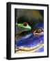 The Amphibean & The Reptile-Dana Brett Munach-Framed Giclee Print