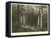 The Ancient Dark Forest-null-Framed Stretched Canvas