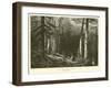 The Ancient Dark Forest-null-Framed Giclee Print