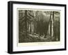 The Ancient Dark Forest-null-Framed Giclee Print