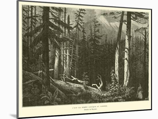 The Ancient Dark Forest-null-Mounted Giclee Print