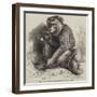 The Andaman Monkey at the Zoological Society's Gardens-George Bouverie Goddard-Framed Giclee Print