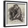 The Andaman Monkey at the Zoological Society's Gardens-George Bouverie Goddard-Framed Giclee Print