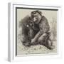 The Andaman Monkey at the Zoological Society's Gardens-George Bouverie Goddard-Framed Giclee Print