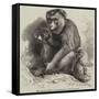 The Andaman Monkey at the Zoological Society's Gardens-George Bouverie Goddard-Framed Stretched Canvas