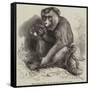 The Andaman Monkey at the Zoological Society's Gardens-George Bouverie Goddard-Framed Stretched Canvas