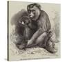 The Andaman Monkey at the Zoological Society's Gardens-George Bouverie Goddard-Stretched Canvas