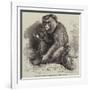 The Andaman Monkey at the Zoological Society's Gardens-George Bouverie Goddard-Framed Giclee Print