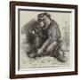 The Andaman Monkey at the Zoological Society's Gardens-George Bouverie Goddard-Framed Giclee Print