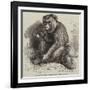 The Andaman Monkey at the Zoological Society's Gardens-George Bouverie Goddard-Framed Giclee Print