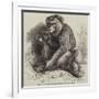 The Andaman Monkey at the Zoological Society's Gardens-George Bouverie Goddard-Framed Giclee Print