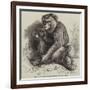 The Andaman Monkey at the Zoological Society's Gardens-George Bouverie Goddard-Framed Giclee Print