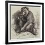 The Andaman Monkey at the Zoological Society's Gardens-George Bouverie Goddard-Framed Giclee Print