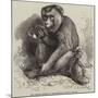 The Andaman Monkey at the Zoological Society's Gardens-George Bouverie Goddard-Mounted Giclee Print