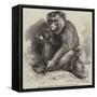 The Andaman Monkey at the Zoological Society's Gardens-George Bouverie Goddard-Framed Stretched Canvas
