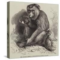 The Andaman Monkey at the Zoological Society's Gardens-George Bouverie Goddard-Stretched Canvas