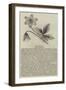 The Anemone, Anemone Hortensis-null-Framed Giclee Print