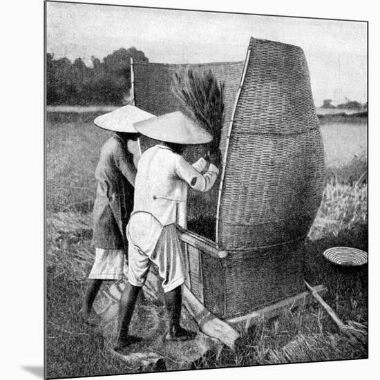 The Annamese Way of Reaping and Threshing Rice, Annam, Vietnam, 1922-null-Mounted Giclee Print