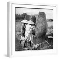 The Annamese Way of Reaping and Threshing Rice, Annam, Vietnam, 1922-null-Framed Giclee Print