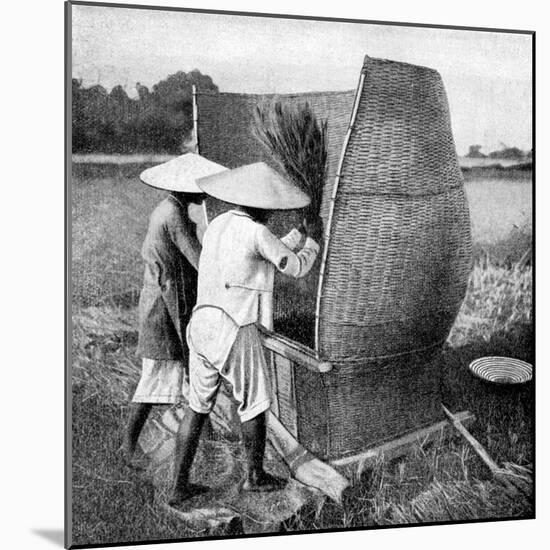 The Annamese Way of Reaping and Threshing Rice, Annam, Vietnam, 1922-null-Mounted Giclee Print