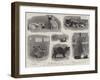 The Annual Cat Show at the Crystal Palace-null-Framed Giclee Print