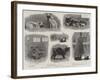 The Annual Cat Show at the Crystal Palace-null-Framed Giclee Print