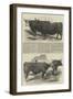 The Annual Exhibition of the Smithfield Club-Harrison William Weir-Framed Giclee Print