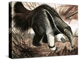 The Anteater-null-Stretched Canvas