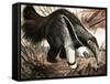 The Anteater-null-Framed Stretched Canvas