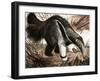 The Anteater-null-Framed Giclee Print