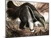 The Anteater-null-Mounted Giclee Print