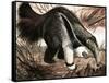 The Anteater-null-Framed Stretched Canvas