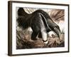 The Anteater-null-Framed Giclee Print