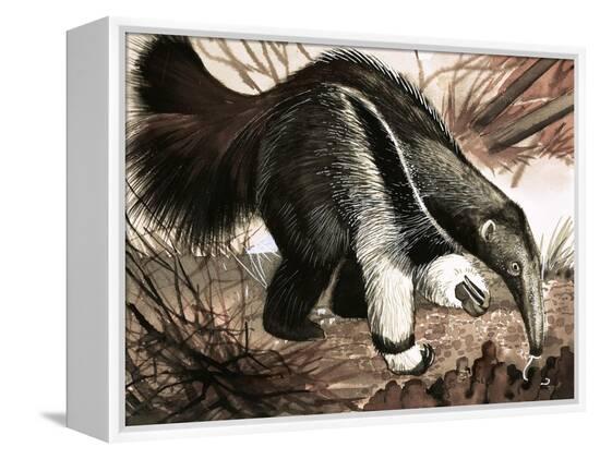 Stretched Canvas Print, , large