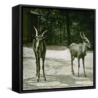 The Antelope in the Jardin Des Plantes, Paris (Vth Arrondissement), Circa 1890-1895-Leon, Levy et Fils-Framed Stretched Canvas