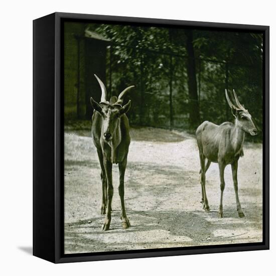 The Antelope in the Jardin Des Plantes, Paris (Vth Arrondissement), Circa 1890-1895-Leon, Levy et Fils-Framed Stretched Canvas