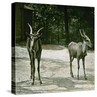 The Antelope in the Jardin Des Plantes, Paris (Vth Arrondissement), Circa 1890-1895-Leon, Levy et Fils-Stretched Canvas