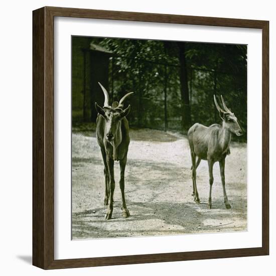 The Antelope in the Jardin Des Plantes, Paris (Vth Arrondissement), Circa 1890-1895-Leon, Levy et Fils-Framed Photographic Print