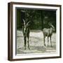 The Antelope in the Jardin Des Plantes, Paris (Vth Arrondissement), Circa 1890-1895-Leon, Levy et Fils-Framed Photographic Print