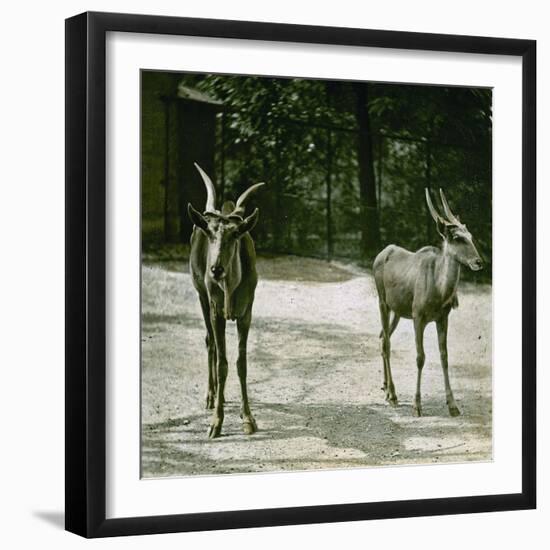 The Antelope in the Jardin Des Plantes, Paris (Vth Arrondissement), Circa 1890-1895-Leon, Levy et Fils-Framed Photographic Print