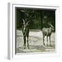 The Antelope in the Jardin Des Plantes, Paris (Vth Arrondissement), Circa 1890-1895-Leon, Levy et Fils-Framed Photographic Print