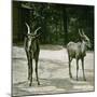 The Antelope in the Jardin Des Plantes, Paris (Vth Arrondissement), Circa 1890-1895-Leon, Levy et Fils-Mounted Photographic Print