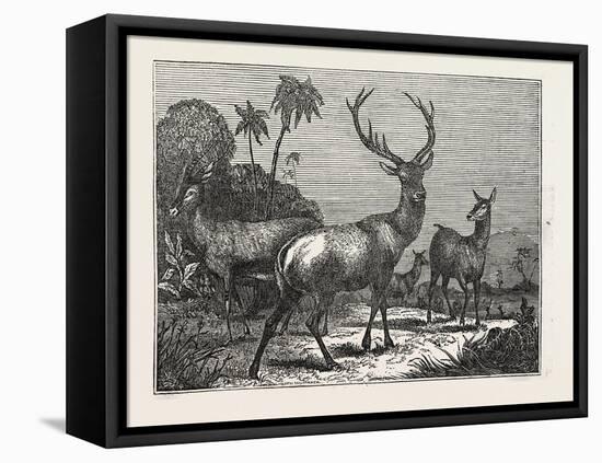 The Antelope, the Hart, the Hind-null-Framed Stretched Canvas