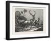 The Antelope, the Hart, the Hind-null-Framed Giclee Print
