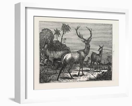 The Antelope, the Hart, the Hind-null-Framed Giclee Print