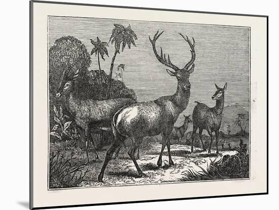 The Antelope, the Hart, the Hind-null-Mounted Giclee Print