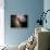 The Antennae Galaxies-Stocktrek Images-Framed Photographic Print displayed on a wall