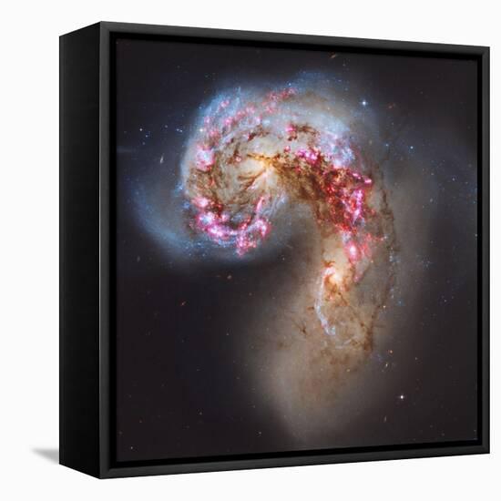 The Antennae Galaxies-null-Framed Stretched Canvas